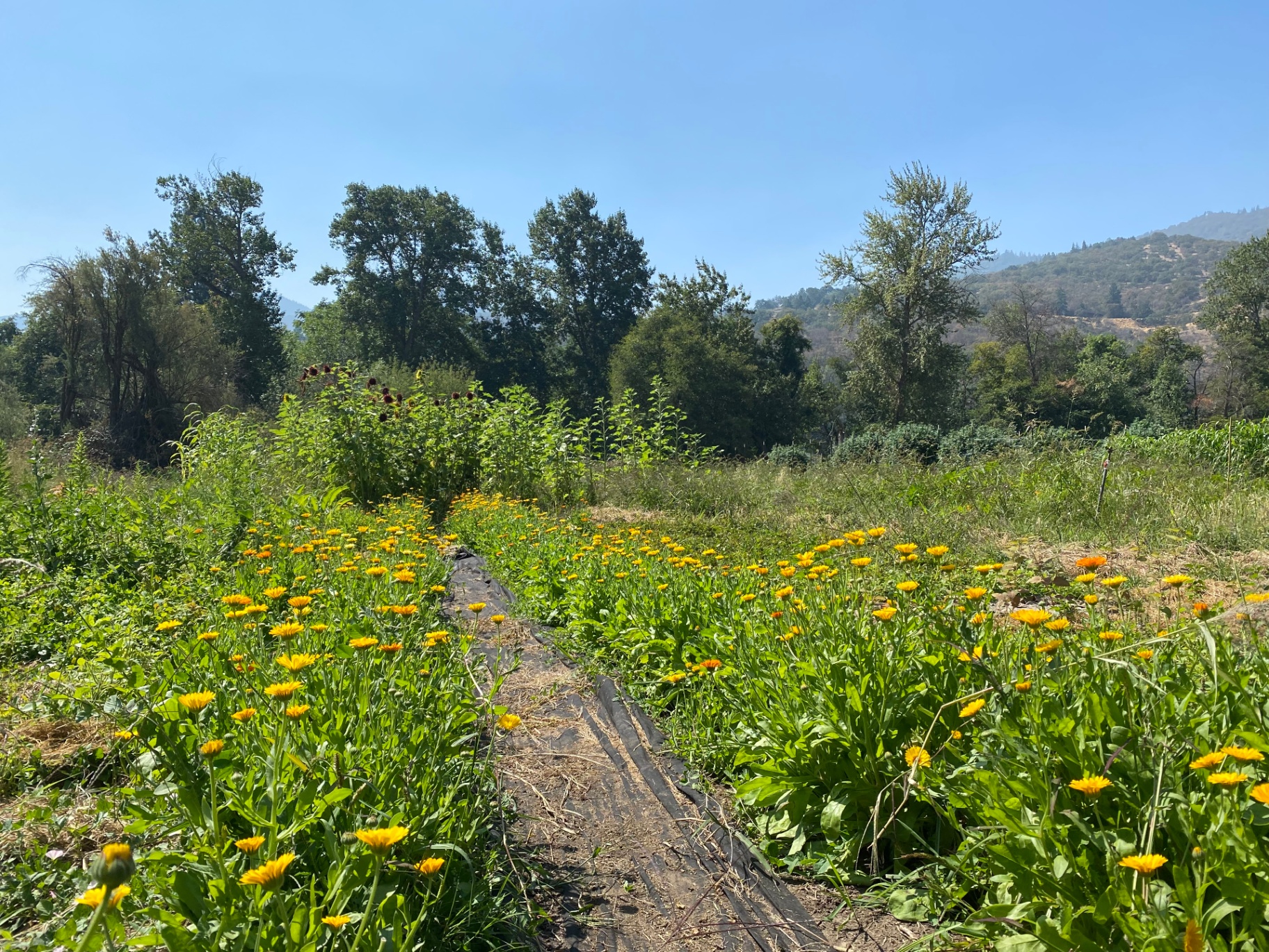 A wide bed of calendula and sunflowers on the farm