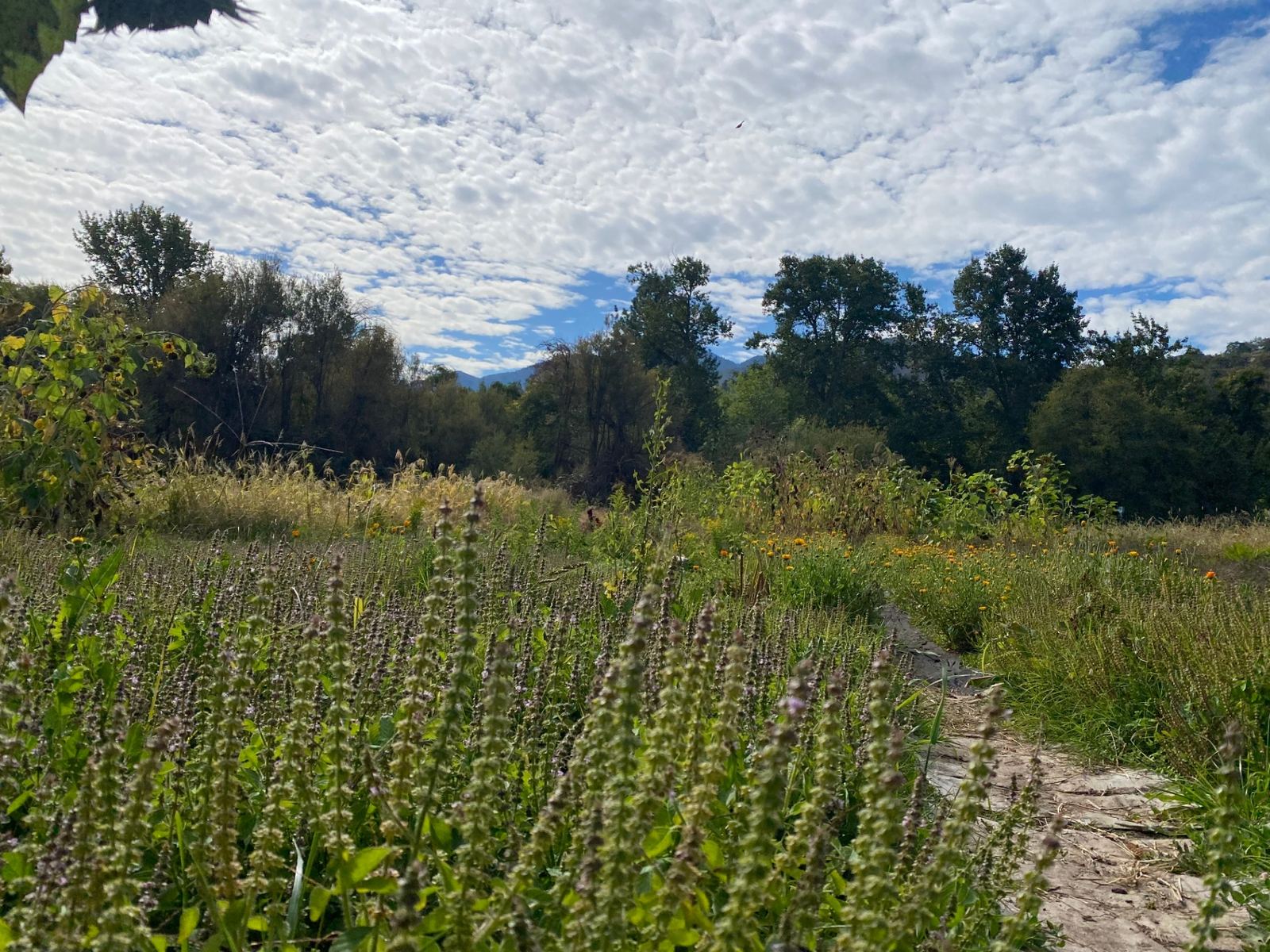 Basil, marigolds, and sunflowers blooming at Eagle Mill Farm with the Siskiyou mountains and a wide cloud-streaked sky