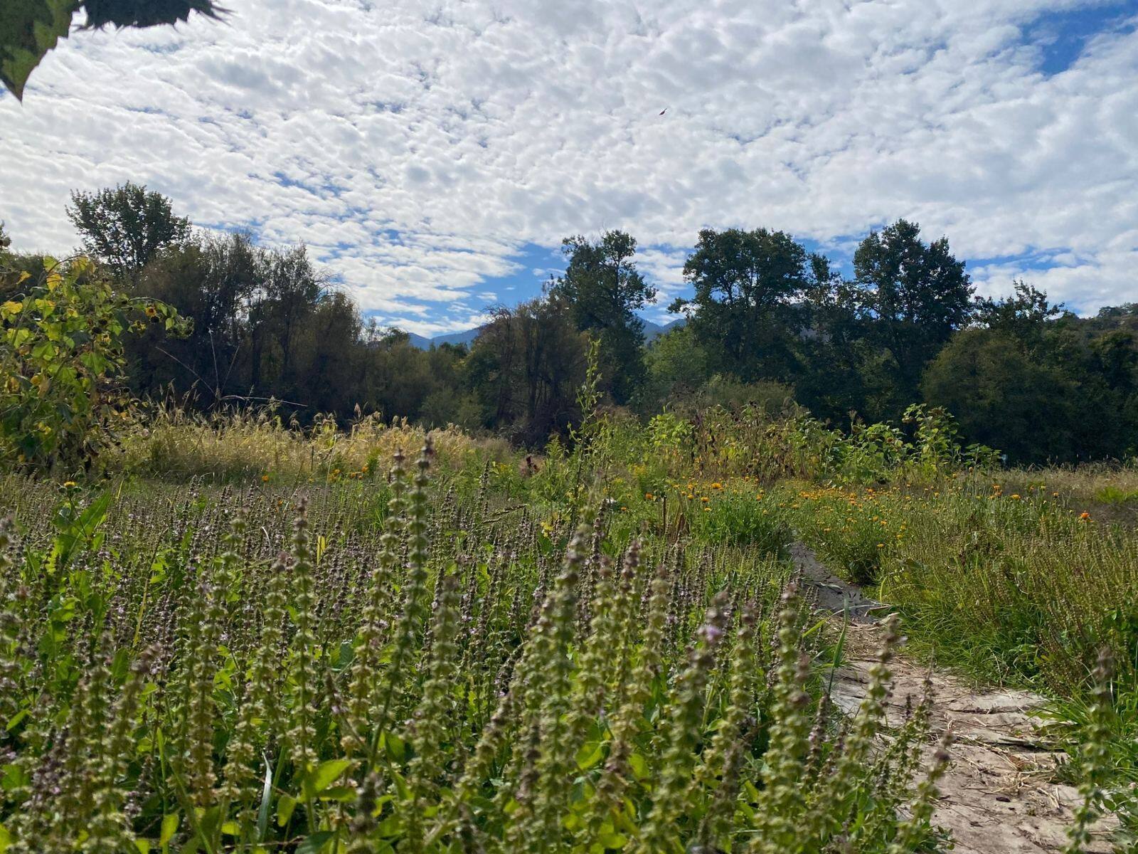 Basil, marigolds, and sunflowers blooming at Eagle Mill Farm with the Siskiyou mountains and a wide cloud-streaked sky